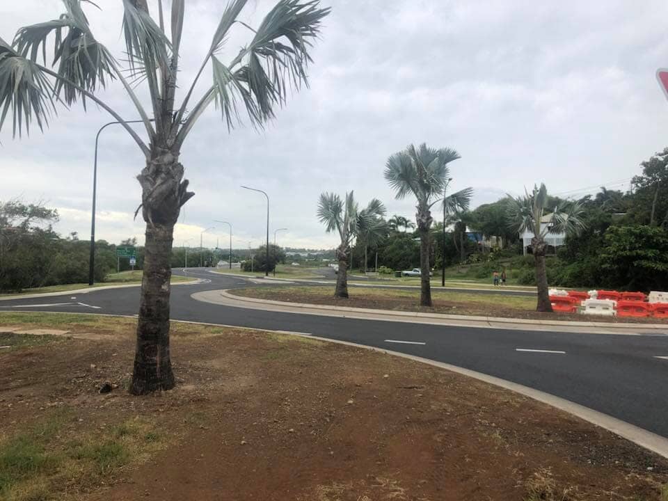 Pruned Palm Tree On The Sidewalk — Arborist in Yeppoon, QLD