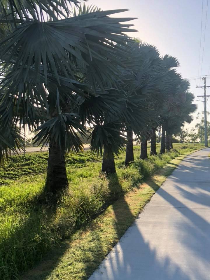 Sidewalk Trees — Arborist in Yeppoon, QLD