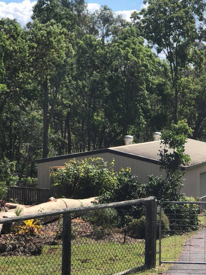Trees Maintenance On Private Property — Arborist in Yeppoon, QLD