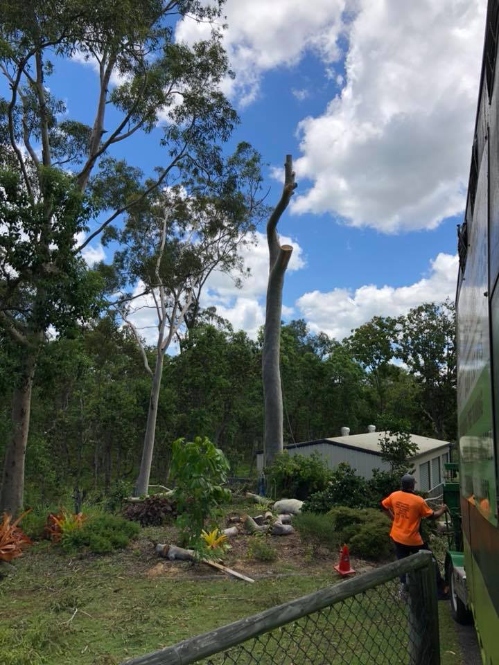 Cutting Of Tree Trunk — Arborist in Yeppoon, QLD