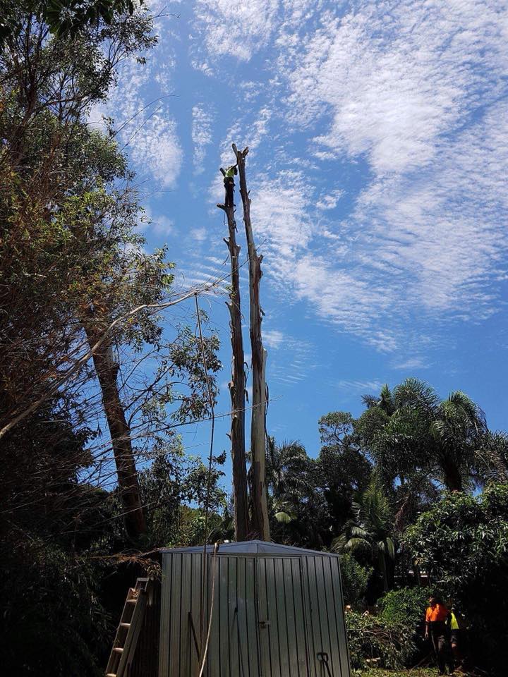 Man Working On Cutting Tree Trunk — Arborist in Yeppoon, QLD