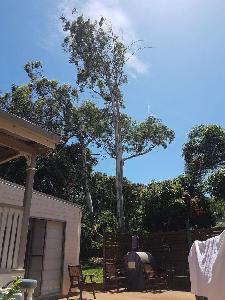 Tree Pruning Maintenance — Arborist in Yeppoon, QLD