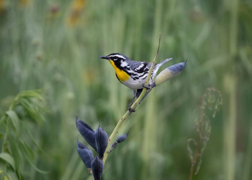 A small bird perched on a branch of a flower.