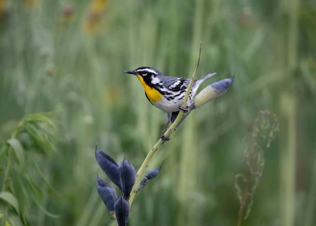 A small bird perched on a branch of a flower.