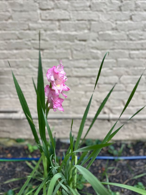 A small bird perched on a branch of a flower.