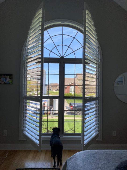 A dog standing in front of a window with shutters open
