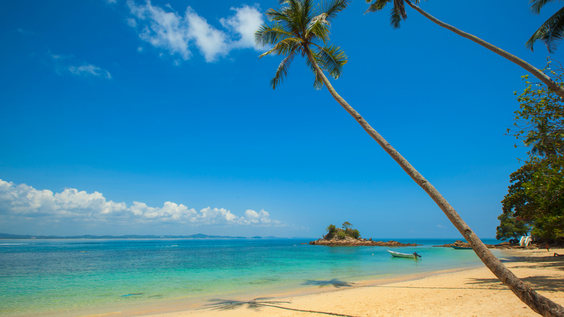 A palm tree is leaning over a sandy beach next to the ocean.