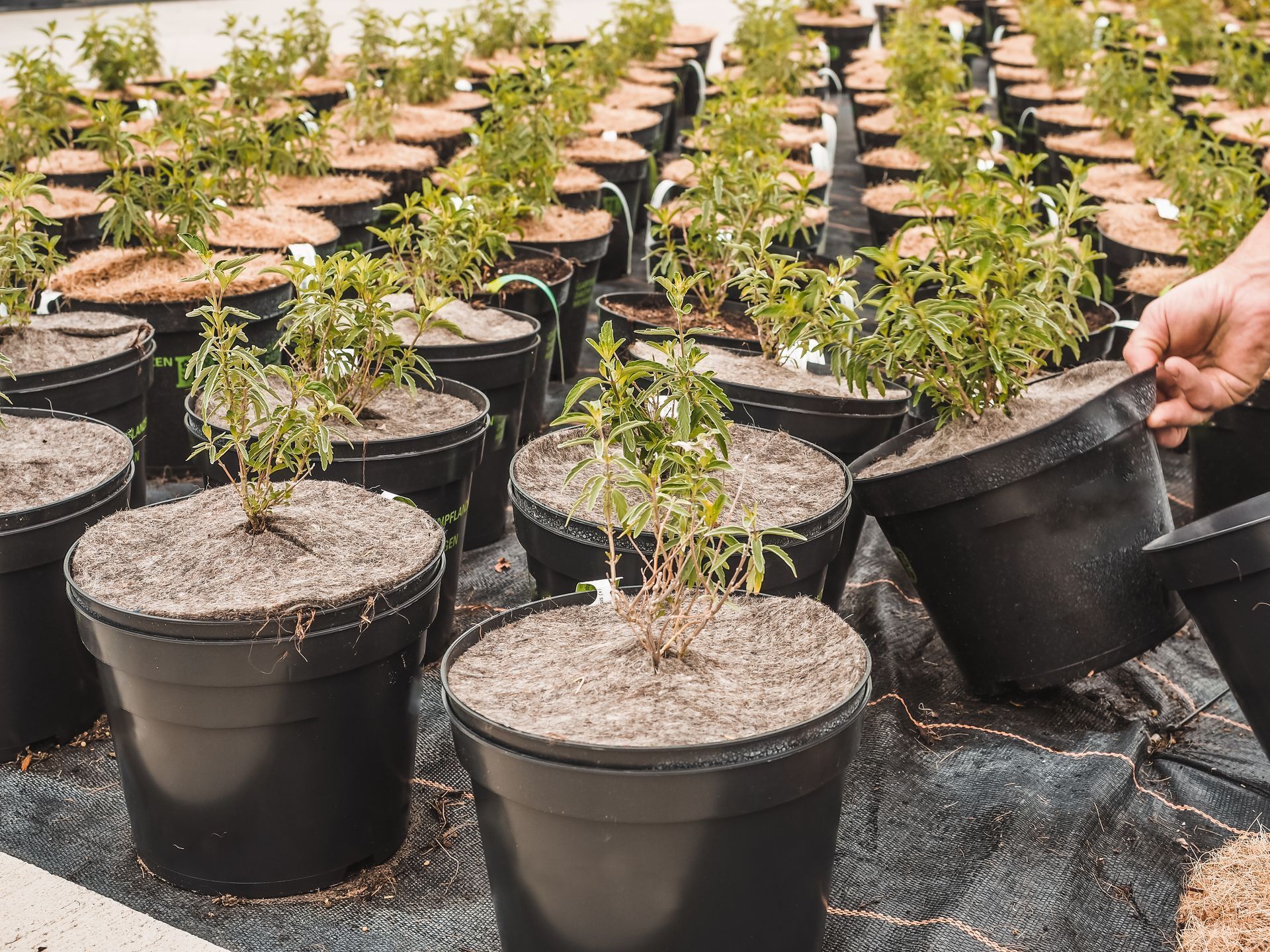 Umstellung von Kokos-Mulchscheiben auf Mulchscheiben aus 100% Schafwolle