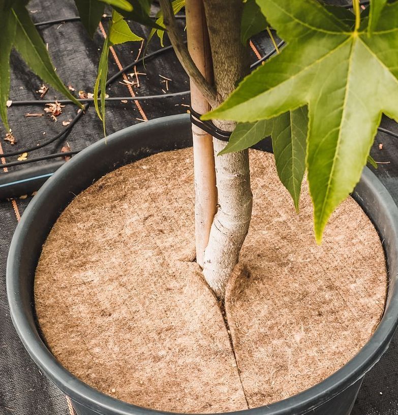 Mulchscheibe aus 100% Schafwolle angewendet im Topf