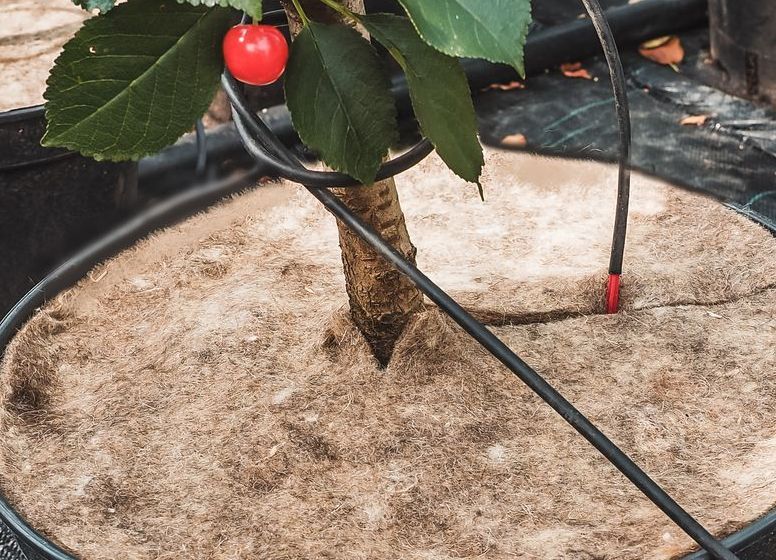 Mulchscheibe aus 100% Schafwolle angewendet im Topf