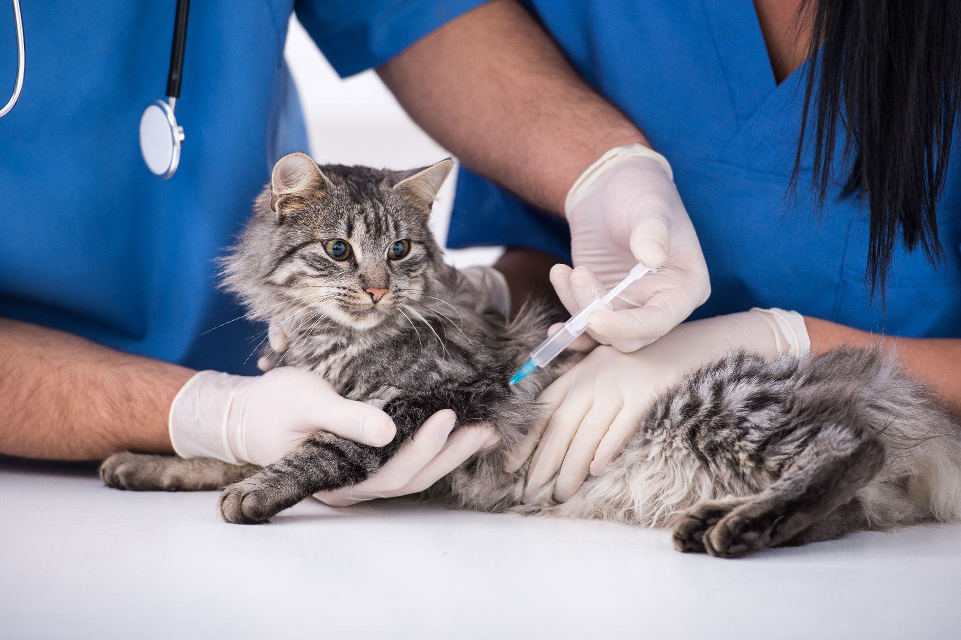 veterinaria-buena-vista