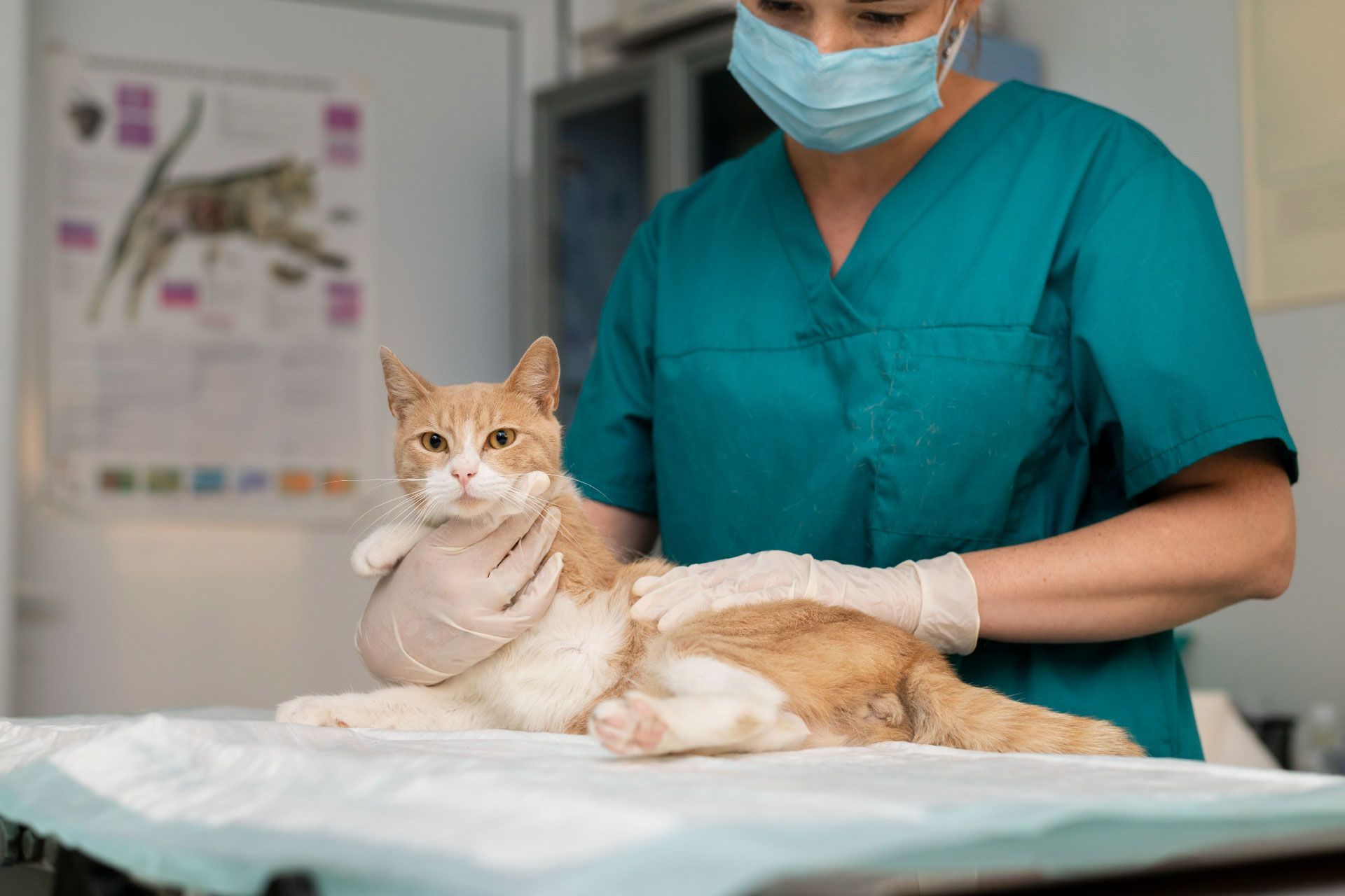 veterinaria-buena-vista