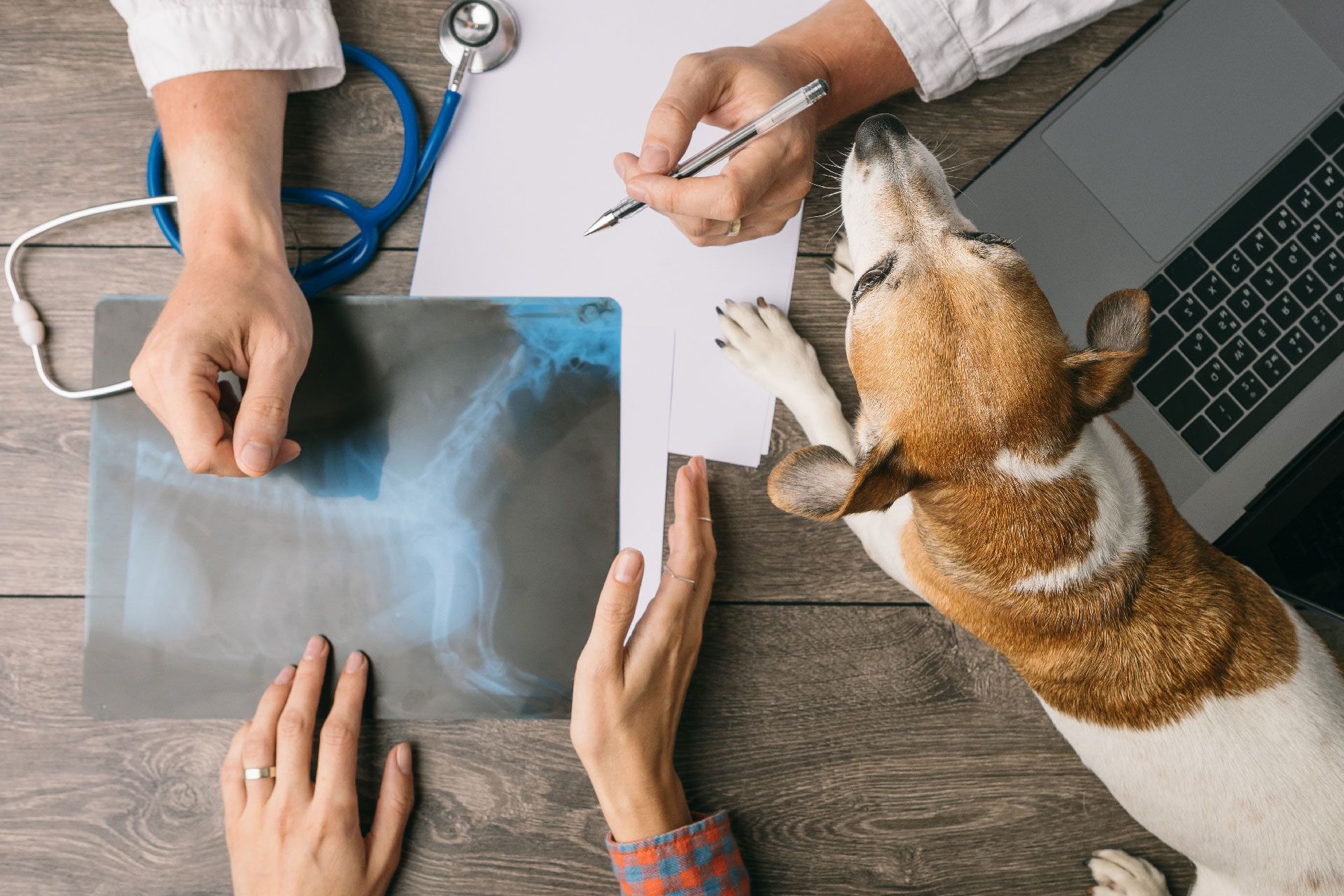 veterinaria-buena-vista