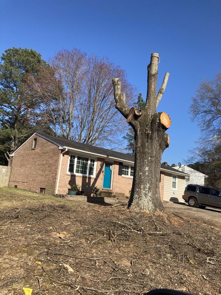 A partially cut-down tree stands in front of a brick house with a blue door, on a sunny day.