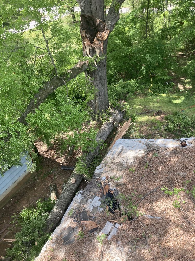 Large tree fallen onto a roof, partially blocking the view. Green leaves and a blue house visible.