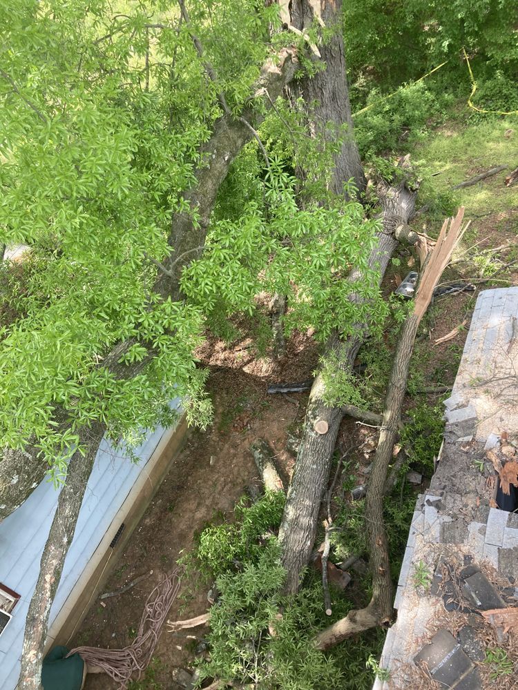 Fallen tree in a yard, green foliage and debris visible.
