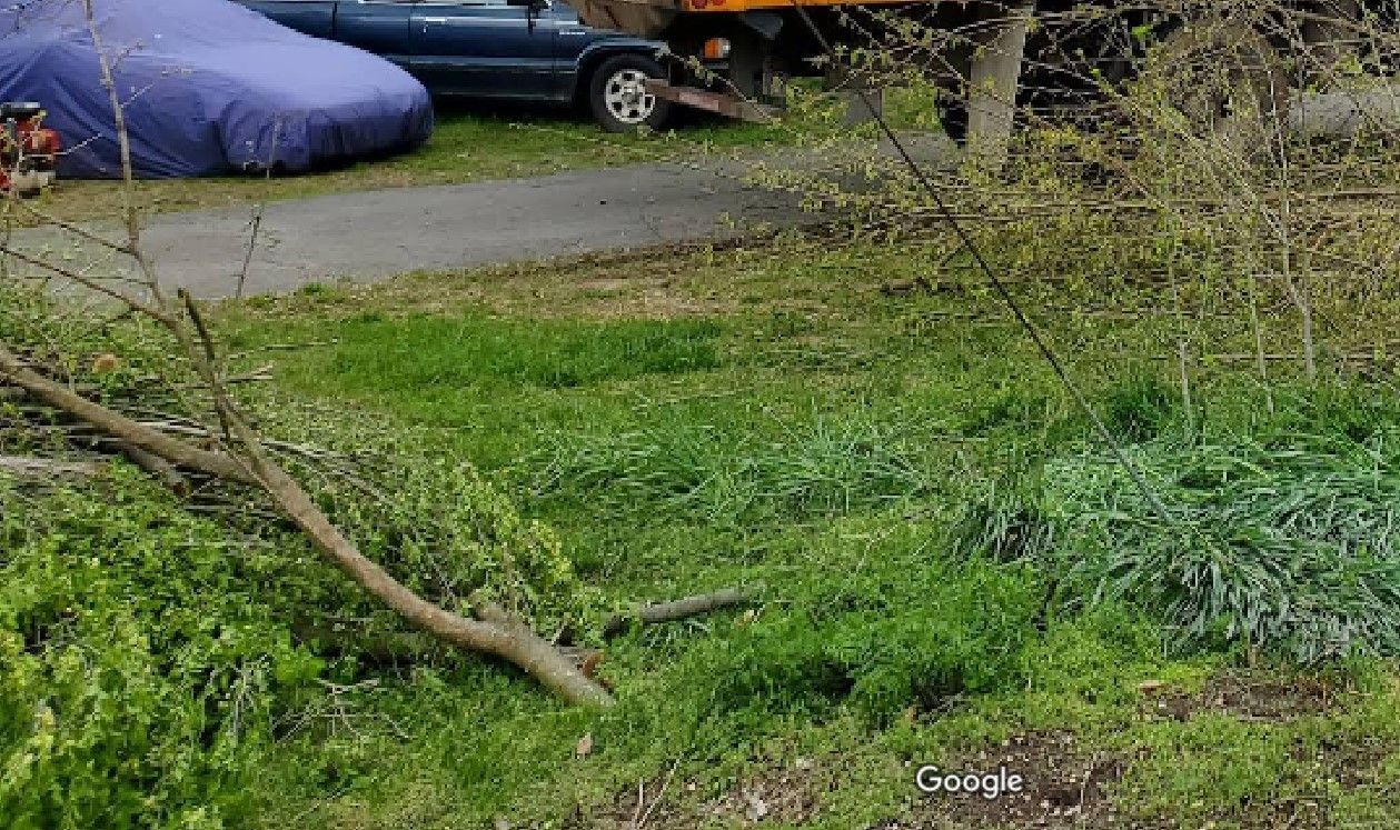 Grassy yard with a fallen tree branch. Cars parked in the background.