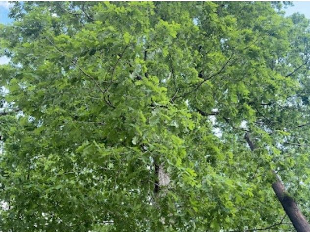 Large tree with dense green leaves, viewed from below on a cloudy day.