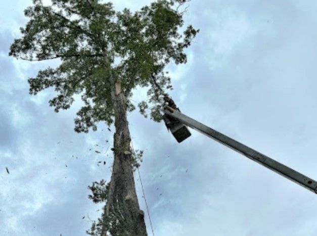 Tree being trimmed by worker in a lift, against a cloudy sky.