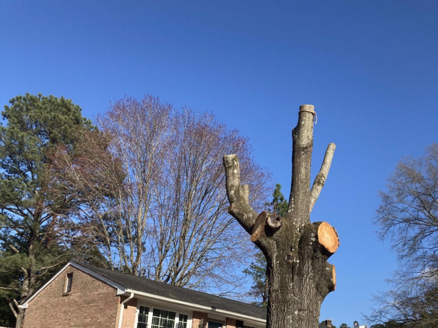 Pruned tree trunk with fresh cuts against a clear blue sky. A brick building is in the foreground.