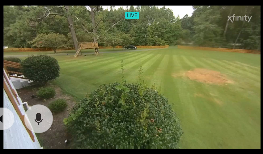 Deer walking on a green lawn, near trees. Xfinity camera view.
