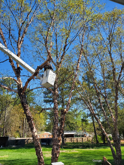 A tree being trimmed by a person in a bucket lift, set against a blue sky.