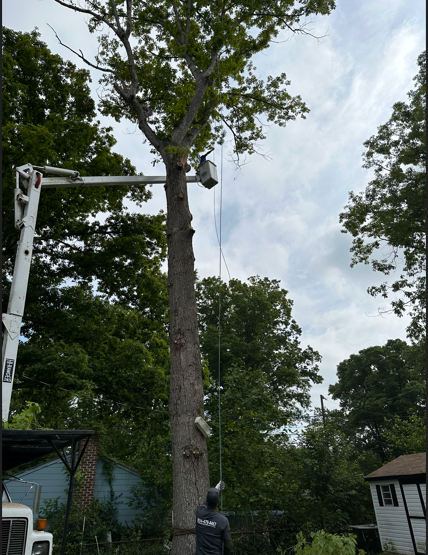 Tree being trimmed by a worker in an elevated bucket, with a truck and house in the background.
