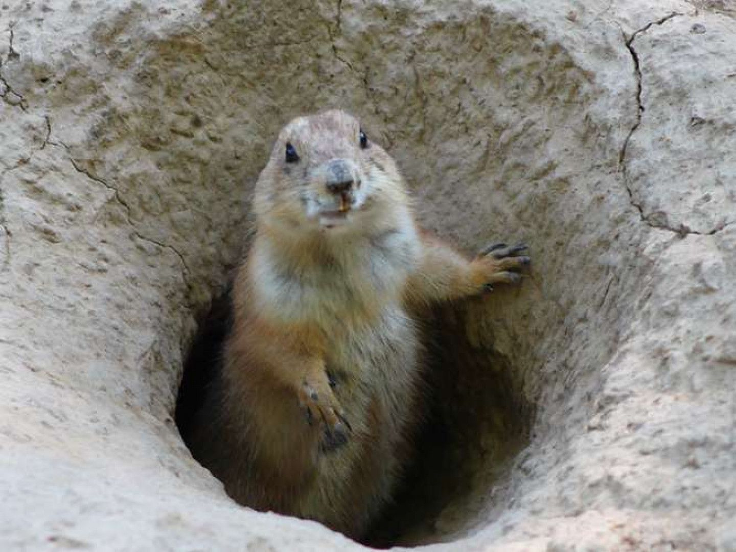 A squirrel is standing in a hole in the ground looking at the camera.