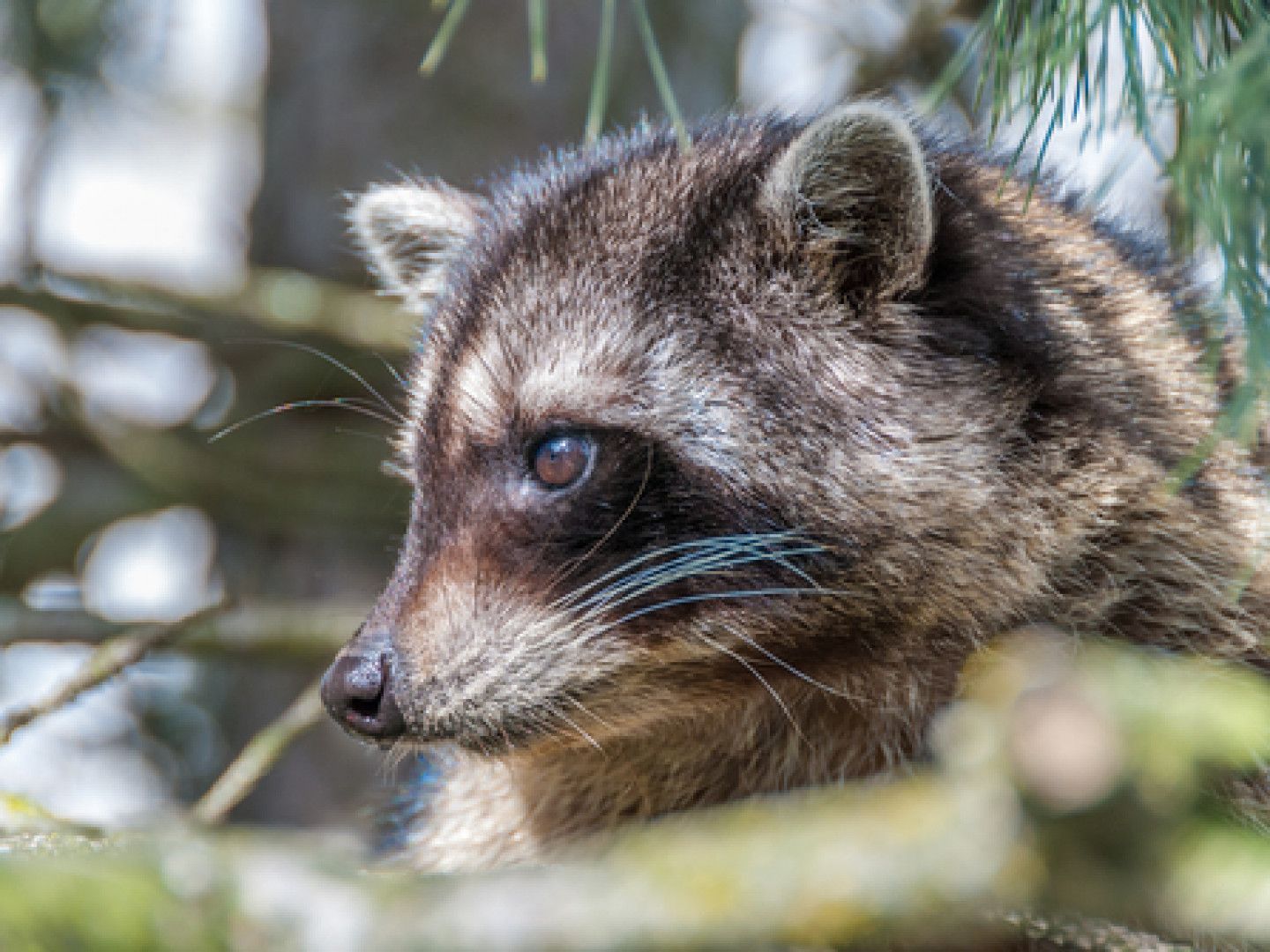 A raccoon is sitting in a tree looking at the camera.