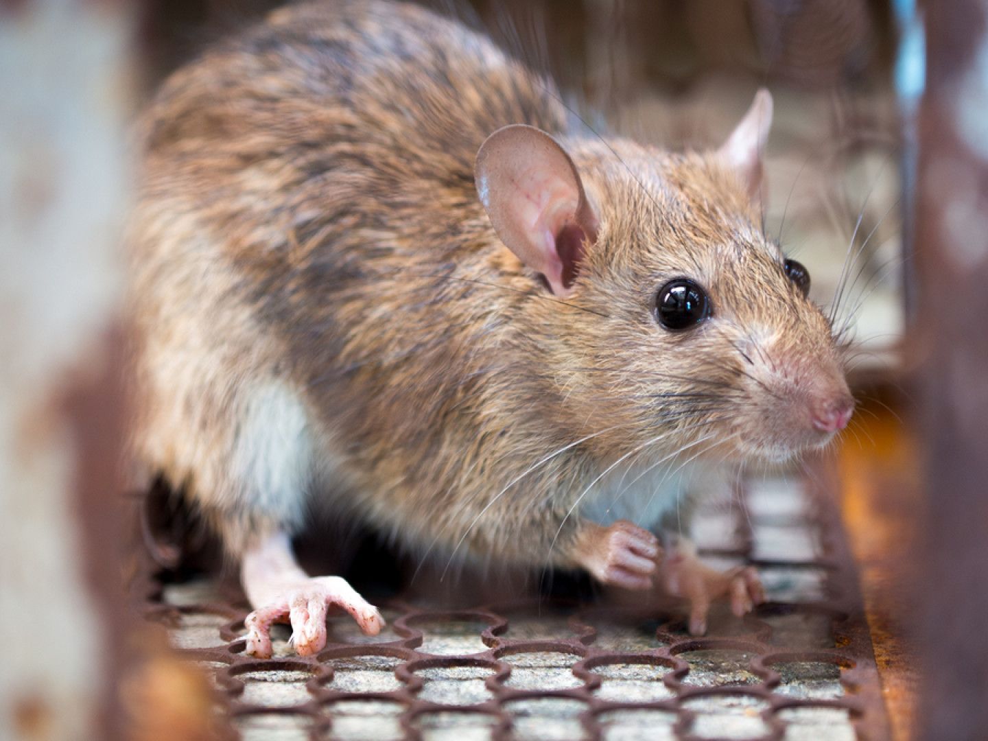 A close up of a rat in a cage looking at the camera.