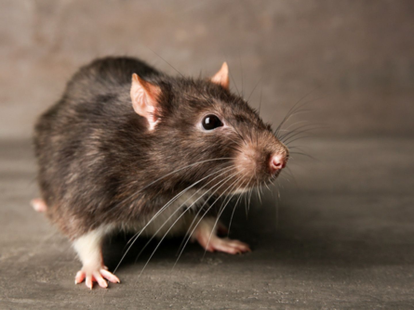 A close up of a rat standing on a table looking at the camera.