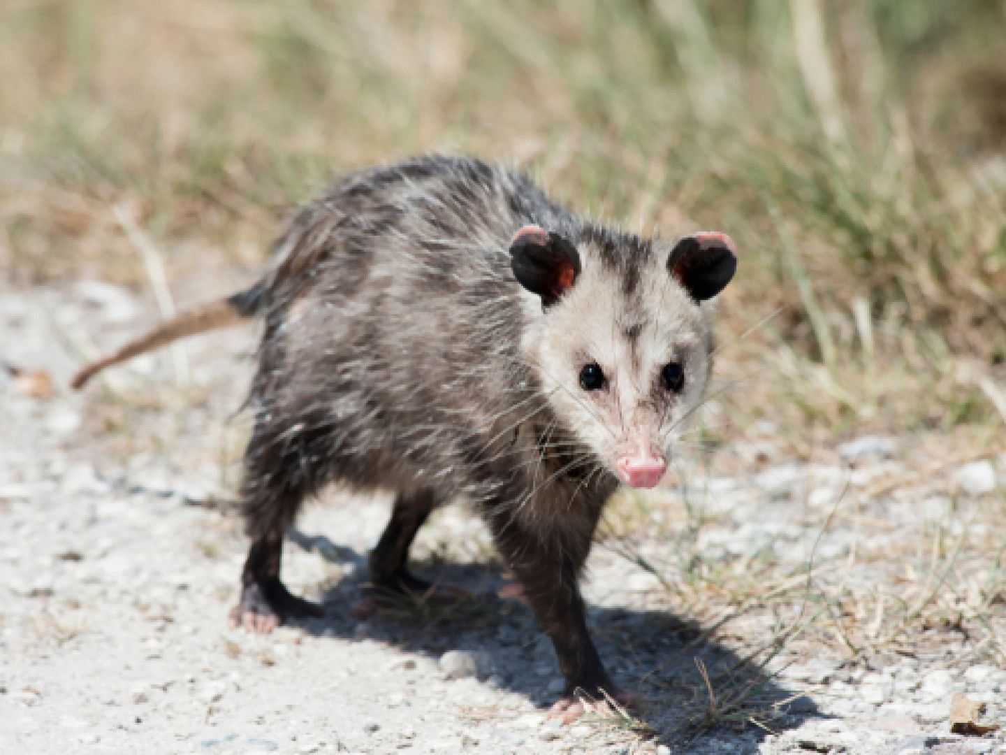 An opossum is walking down a dirt road.