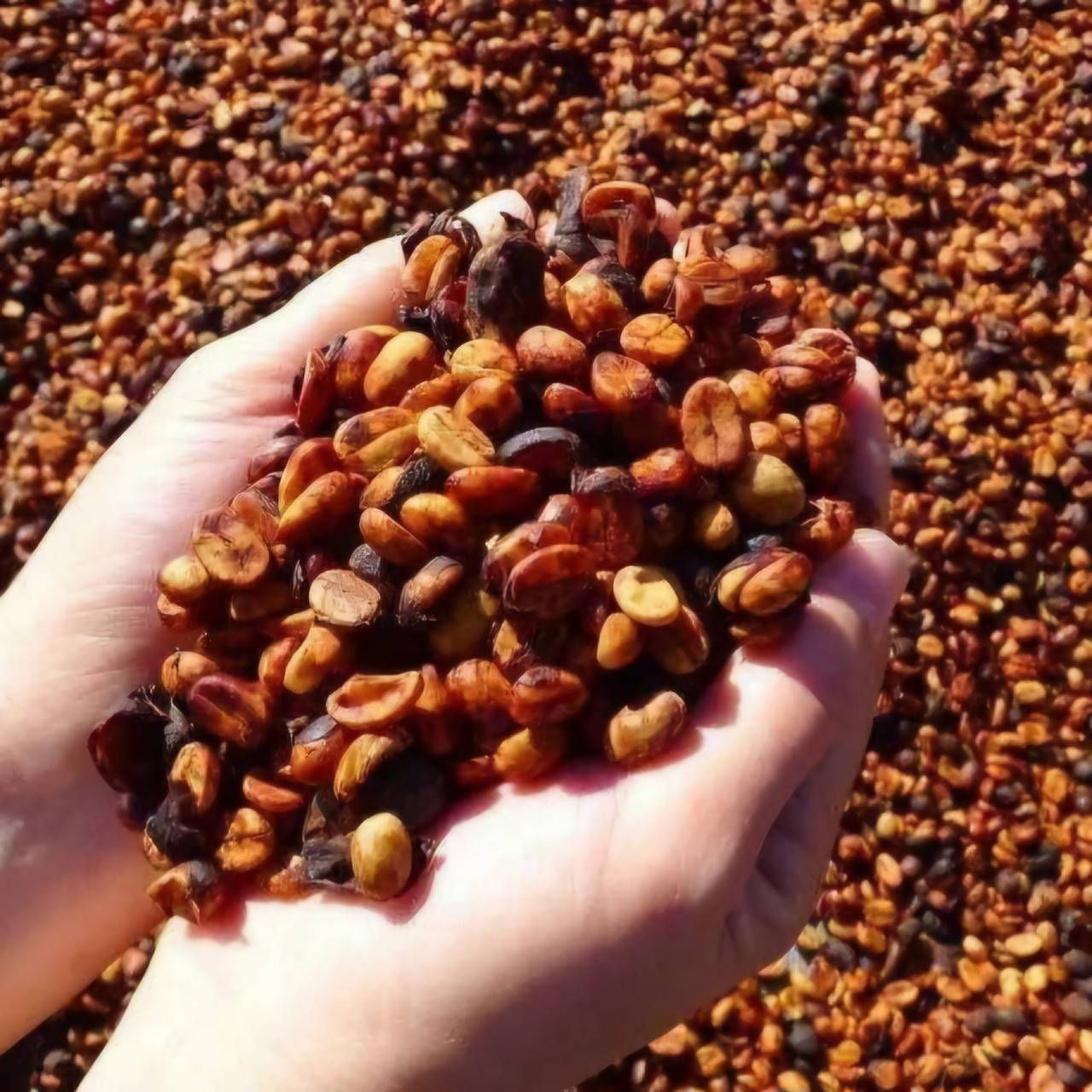 Premium Honey-Processed (1-pound) Coffee Beans