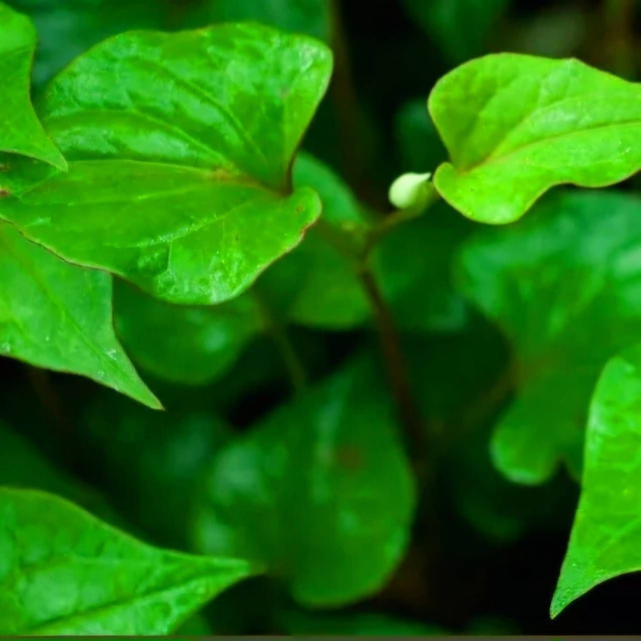 13年頂級魚腥草醋(500ML)