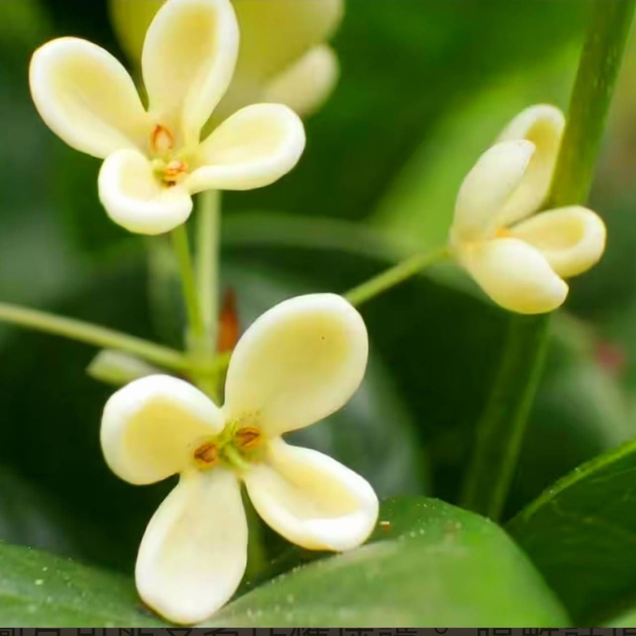 3年頂級桂花醋(500ML)