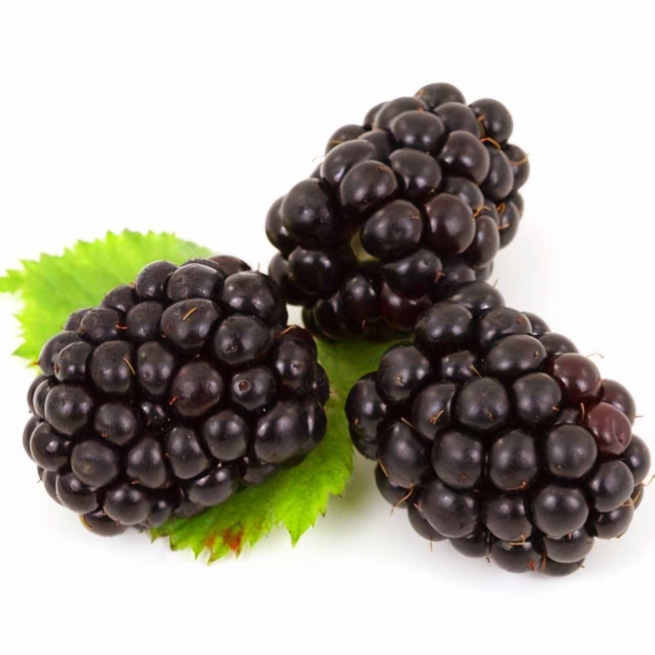 13年頂級桑椹醋(500ML)