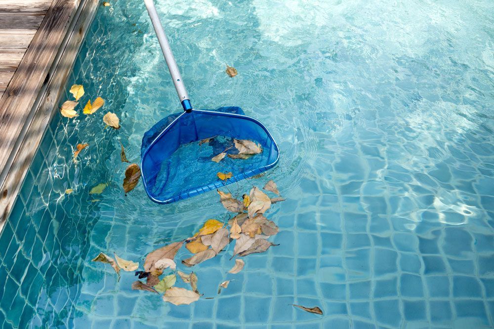 A swimming pool is being cleaned with a net and leaves.  — Kewba Pools In Erina Heights, NSW