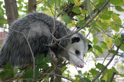 A Possum on tree