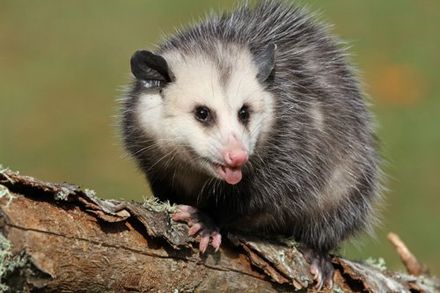 angry  possum