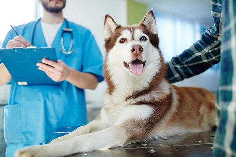 Veterinarian examining a dog