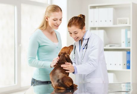 Veterinarian examining a dog