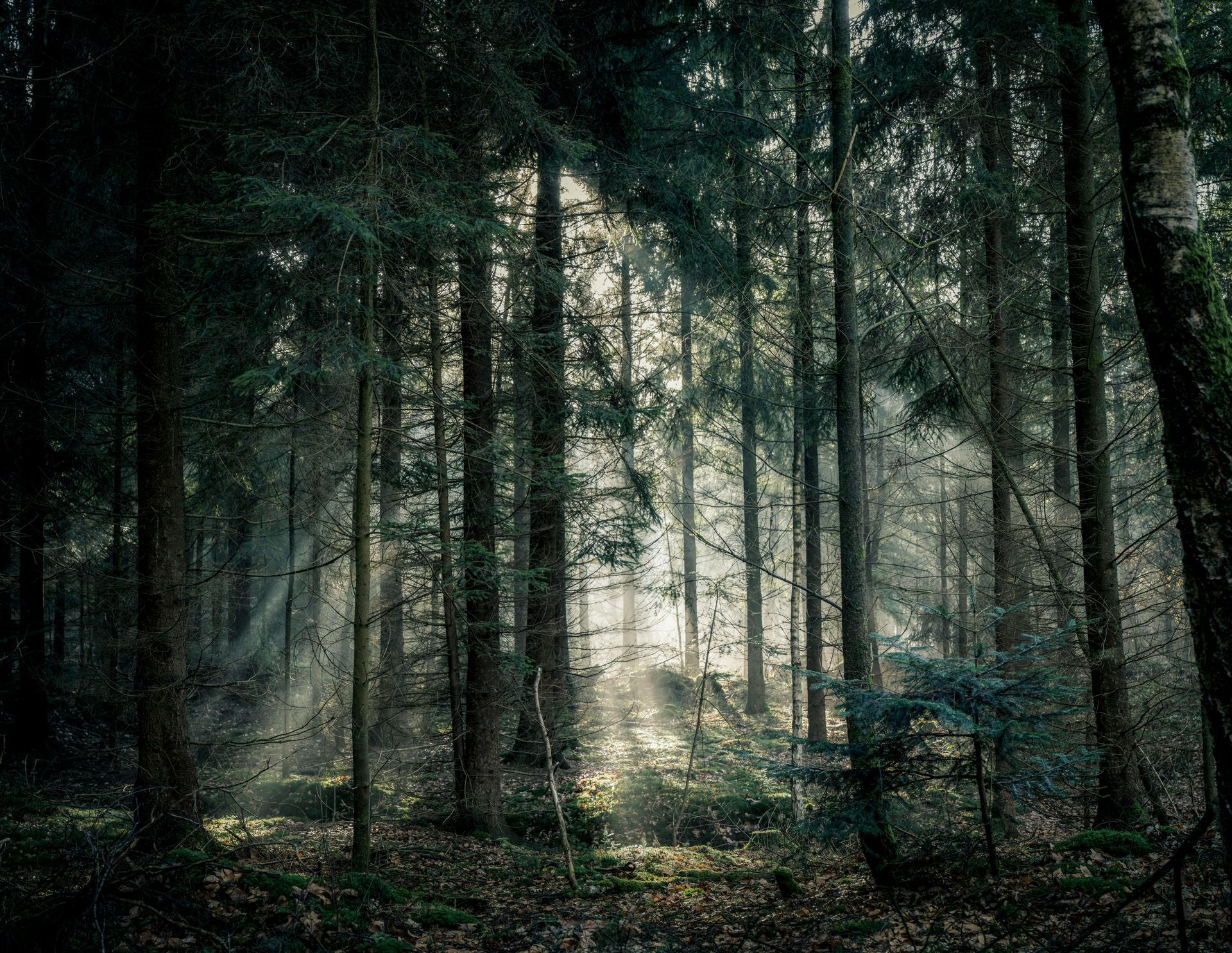 The sun is shining through the trees in a dark forest.