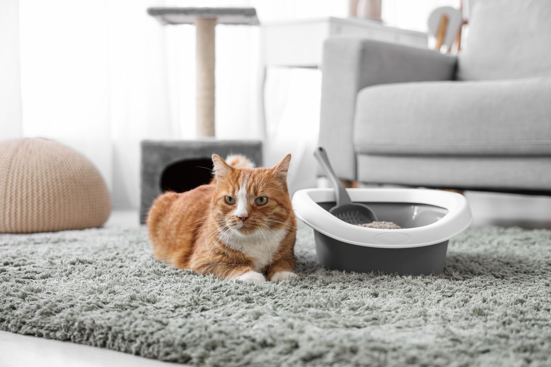 Orange cat resting on a gray rug beside a white pet feeder in a bright living room