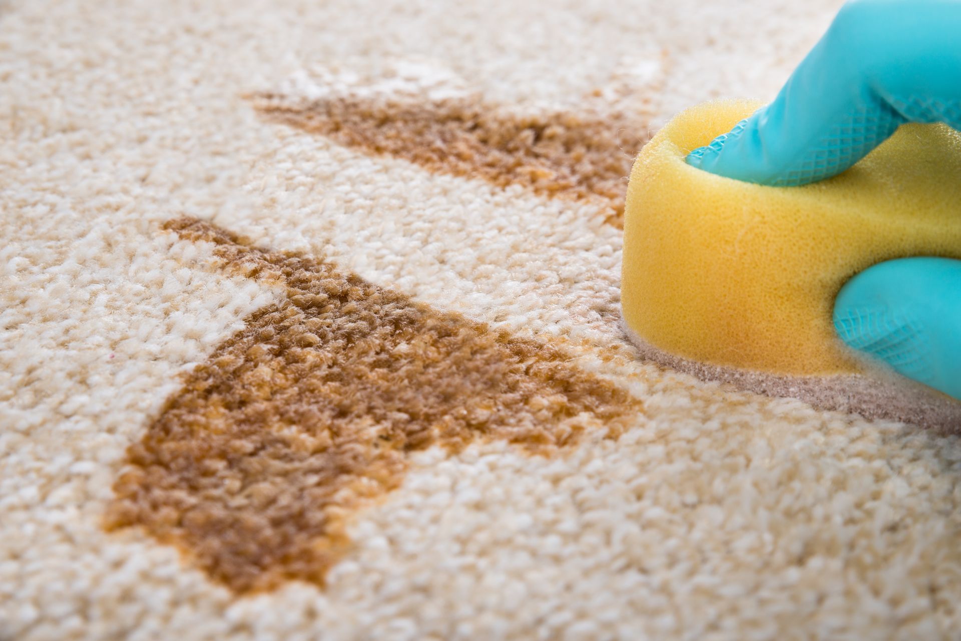 Gloved hand scrubbing a brown stain on a light carpet with a yellow sponge