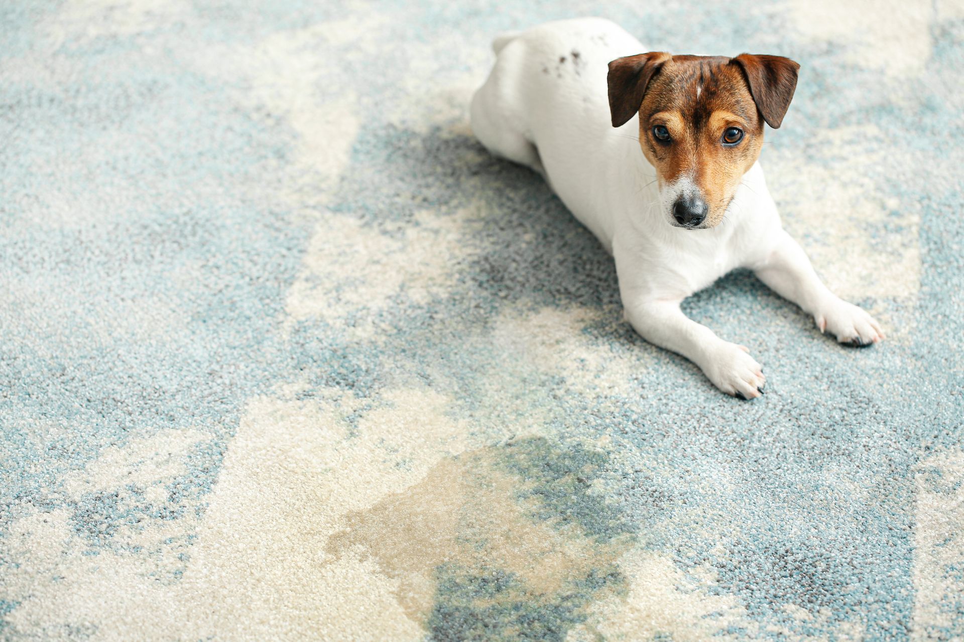 Small white-and-brown dog lying on a light blue and cream rug