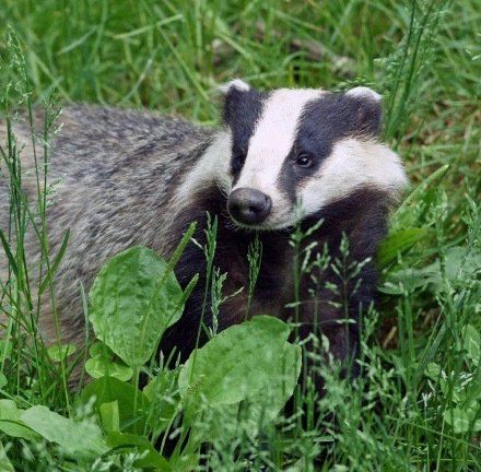 Badger surveys by Solway Ecology