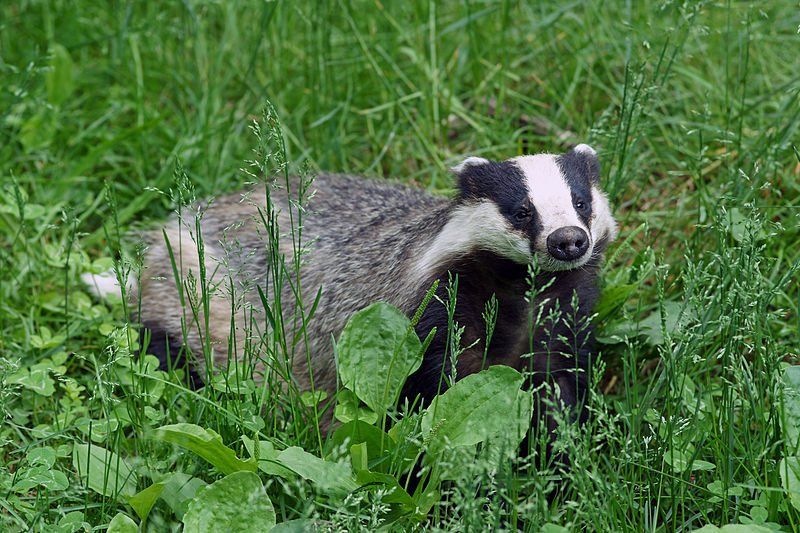 Badger sett monitoring by Solway Ecology , Langhold, Dumfries and Galloway