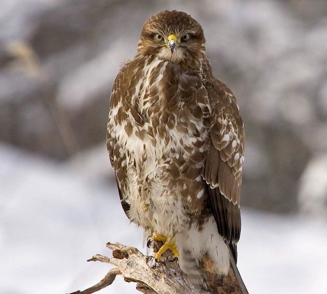 Bird surveys by Solway Ecology