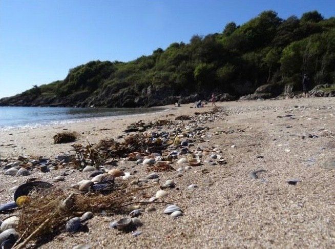 Coastal Surveys by Solway Ecology