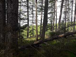 Forestry Eco Consultants Scotland and the North of England.